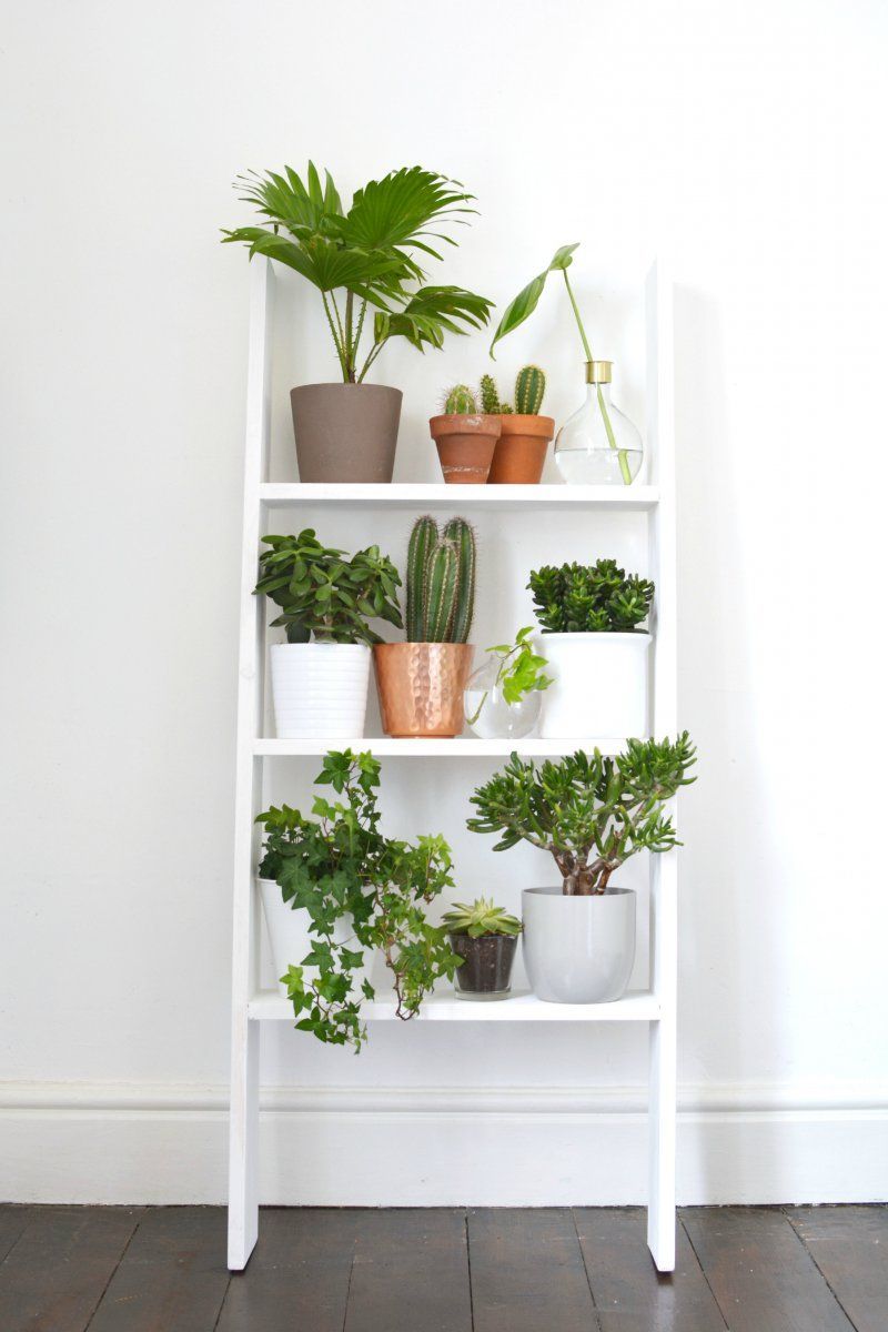 Plants' Corner Shelf